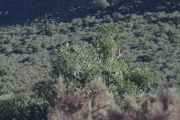 Image of Common Cabbage Tree