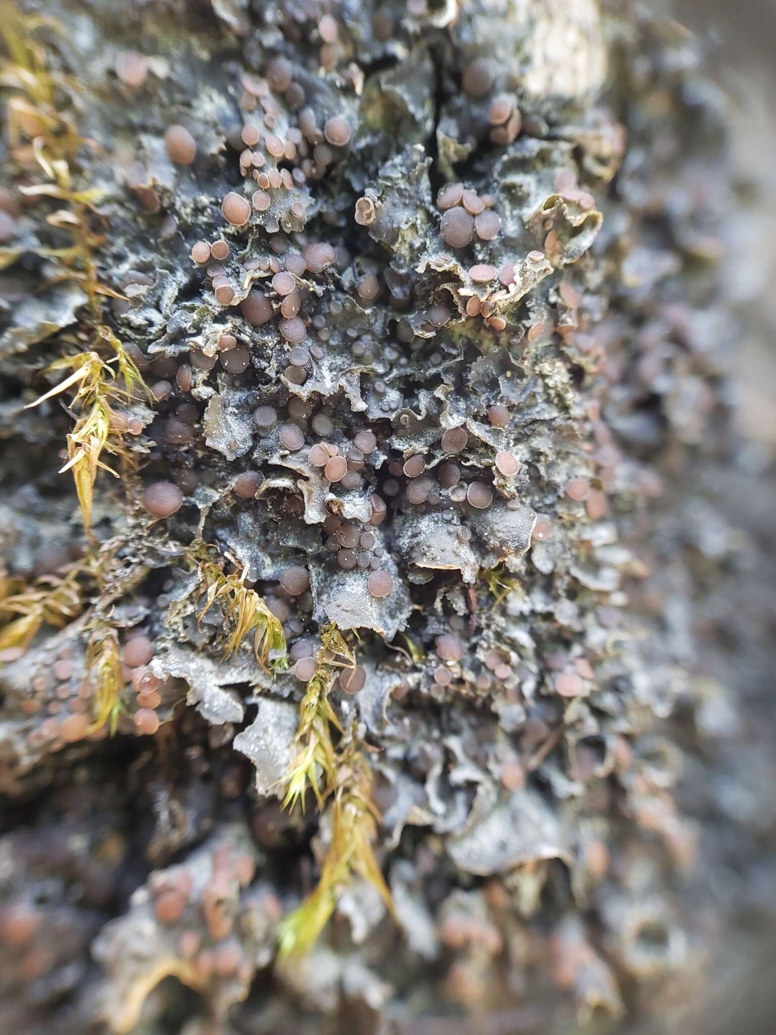 Image of Flooded Jellyskin Lichen