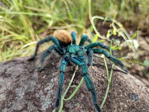 Image of Aphonopelma mooreae Smith 1995