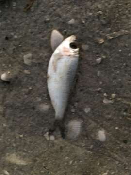 Image of Guiana Herring