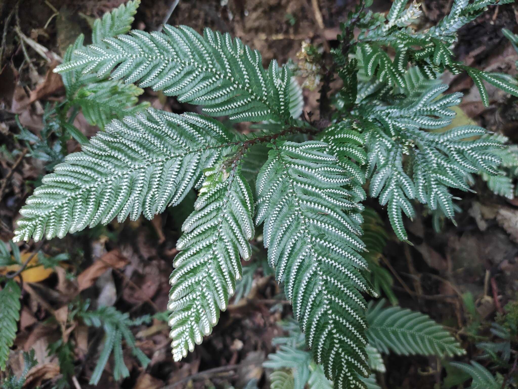 Image of Selaginella picta (Griff.) A. Br. ex Bak.