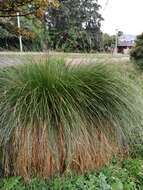 Image of Carex secta Boott