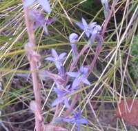 Image of Lobelia gibbosa Labill.