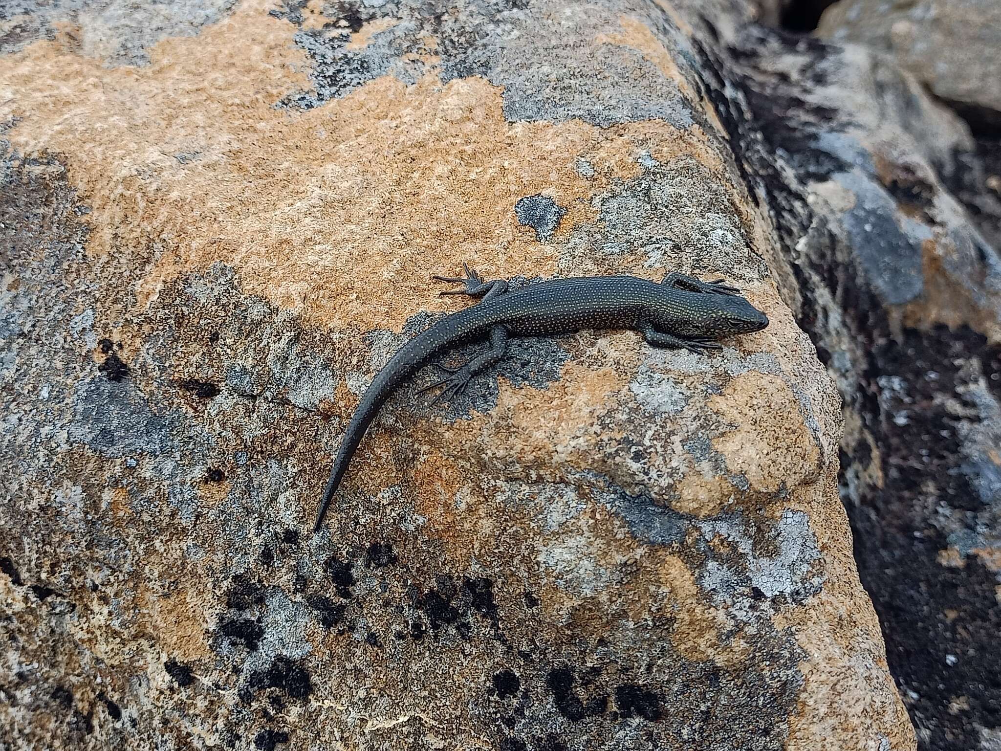 Image of Alpine Cool-skink