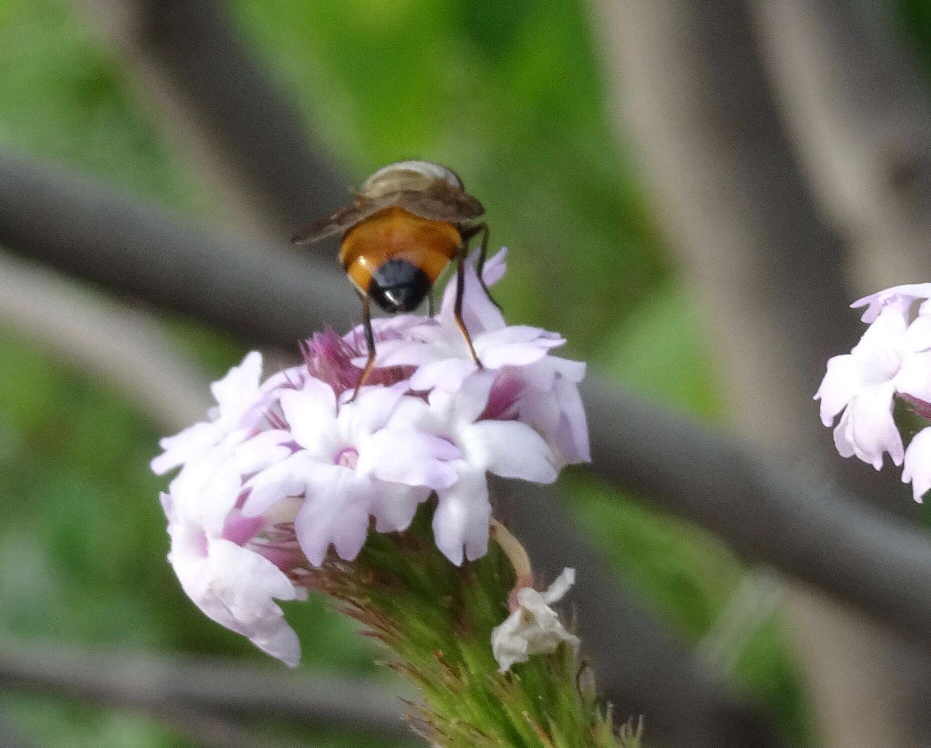 صورة Copestylum haagii (Jaennicke 1867)