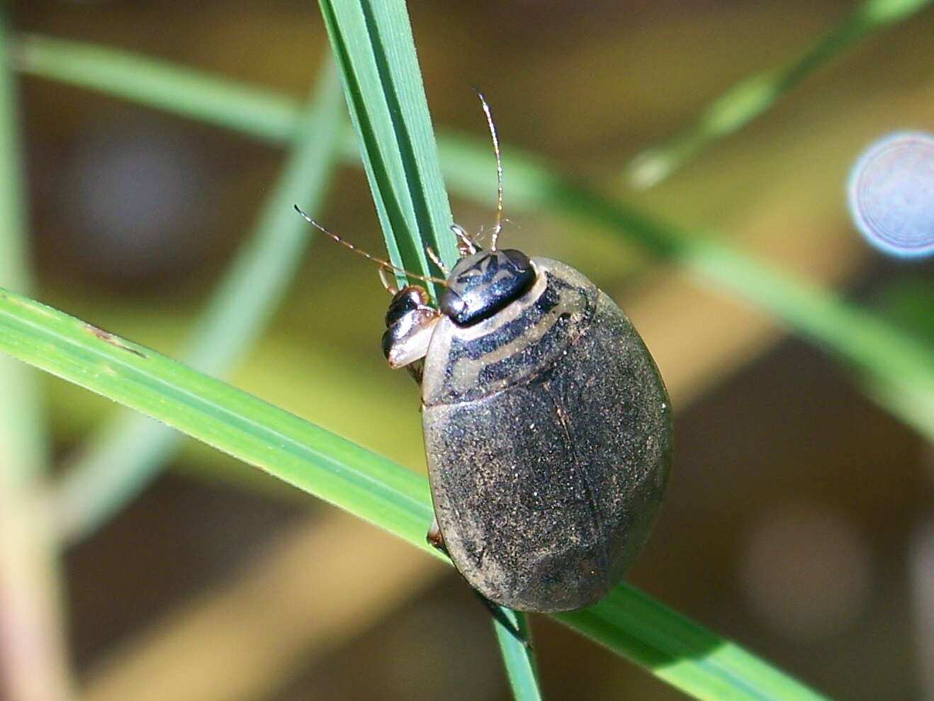 Image of Grooved Diving Beetle