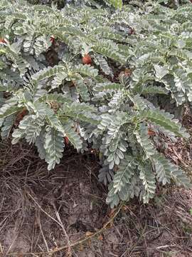 Image of Oahu riverhemp