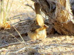 Image of Barred Wren-Warbler