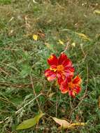 Image of French marigold