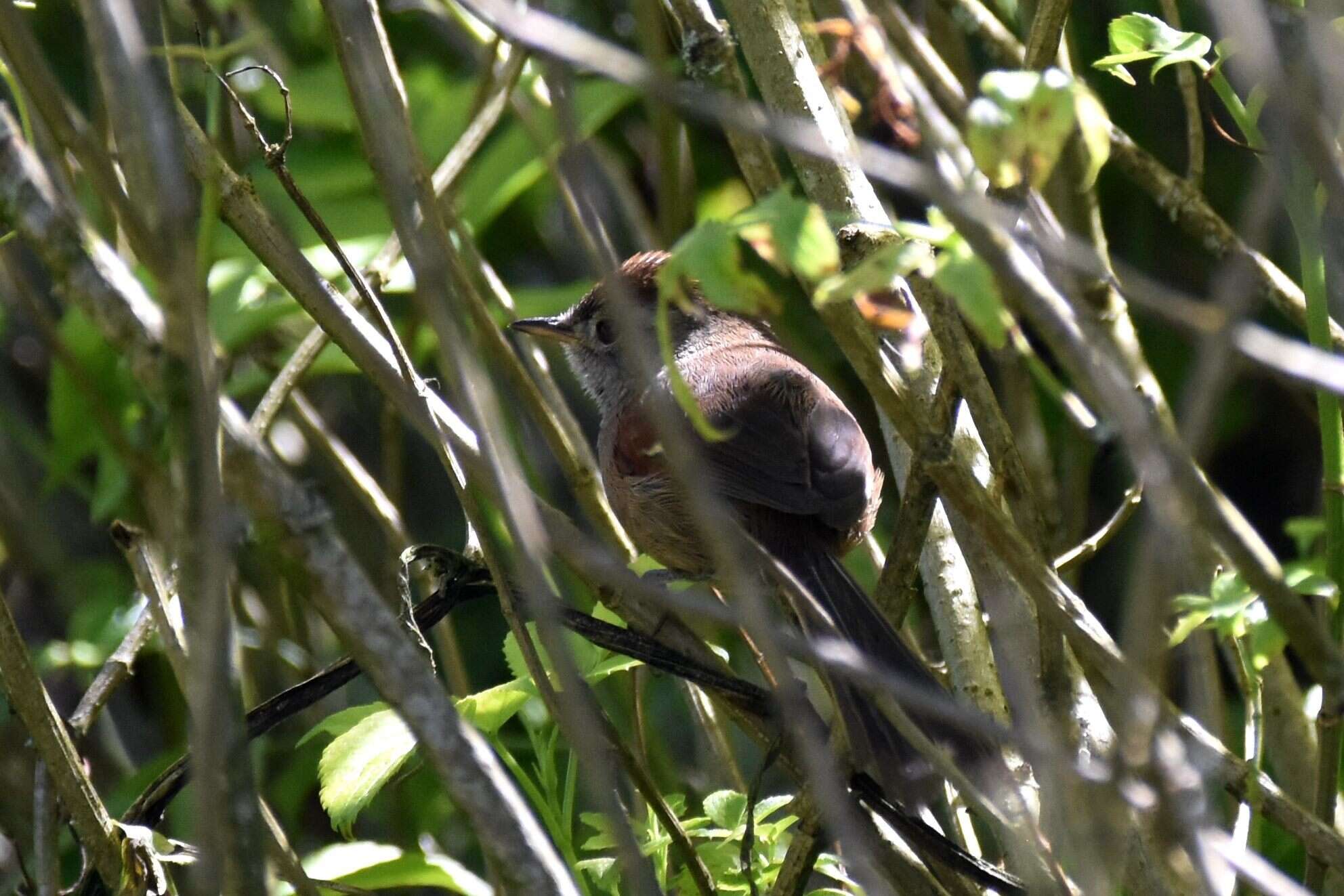 Image of Silvery-throated Spinetail