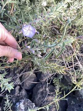 Image of Convolvulus fruticulosus Desr.