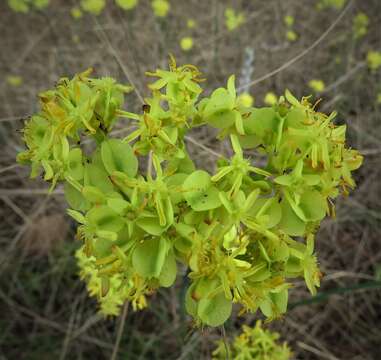 Image of Glischrocaryon flavescens (J. Drumm. ex Hook.) Orchard