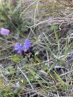 صورة Muscari pulchellum Heldr. & Sart.