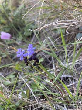 Image of Muscari pulchellum Heldr. & Sart.