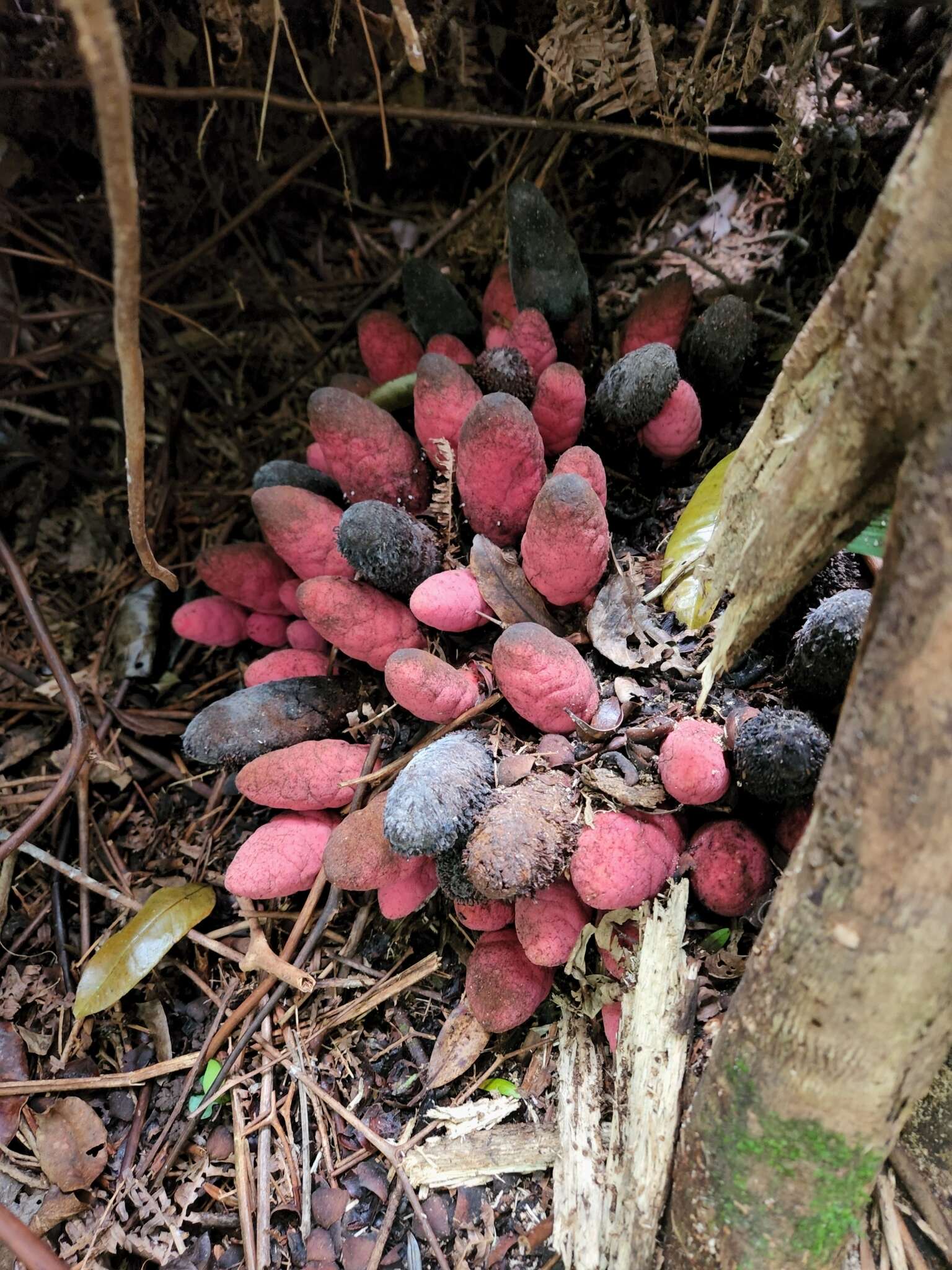 Imagem de Scybalium jamaicense (Sw.) Schott & Endl.