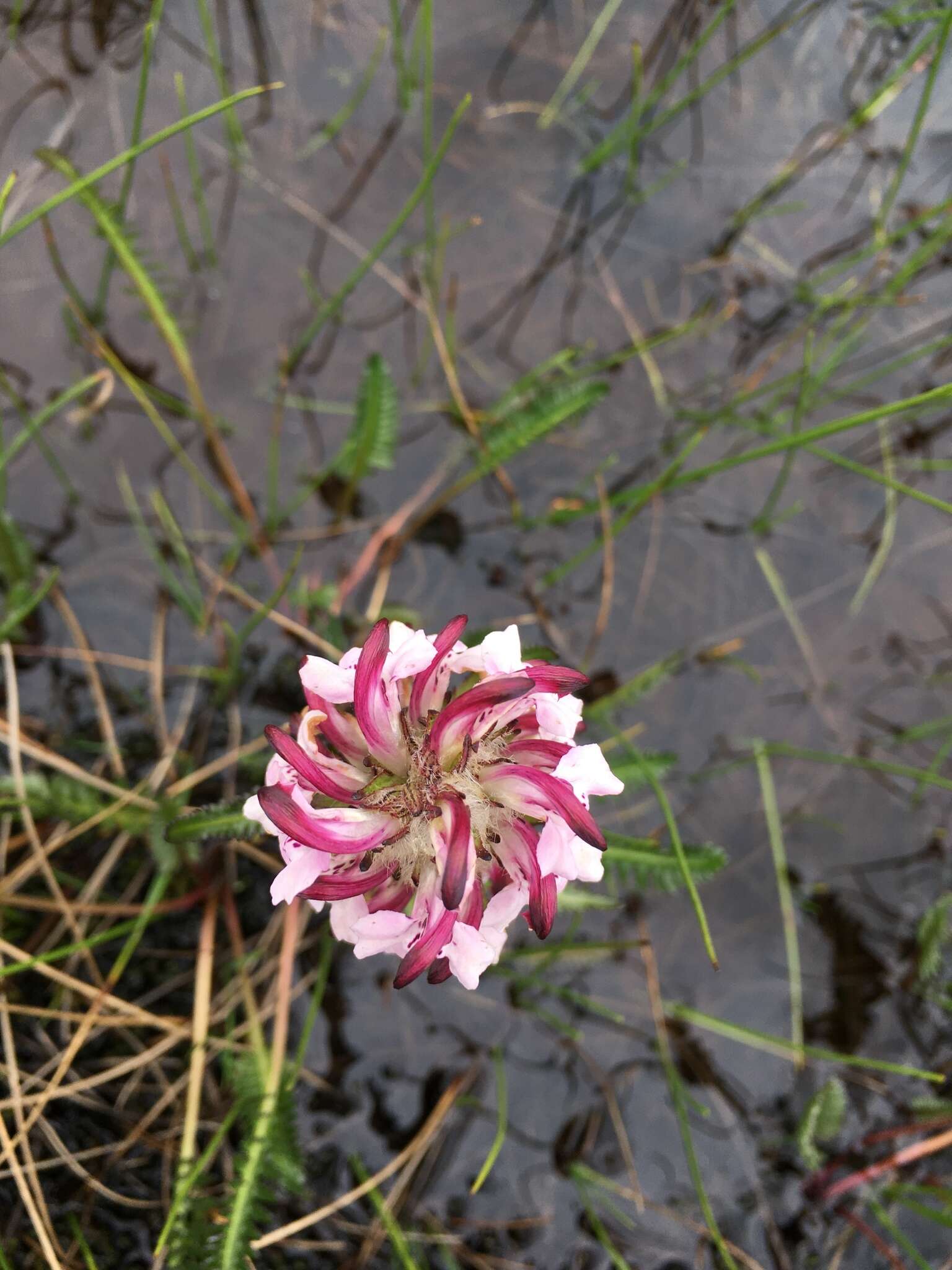 Image of Sudetic Lousewort