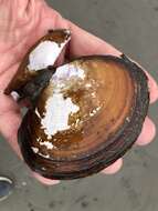 Image of California mahogany-clam