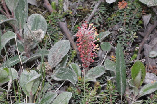 Image de Salix lanata L.