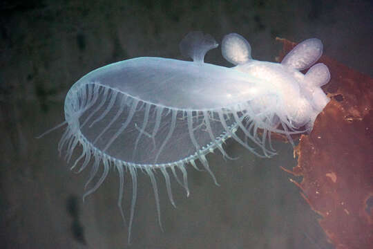 Image of Hooded sea slug