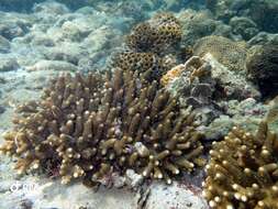 Image of Acropora samoensis (Brook 1891)