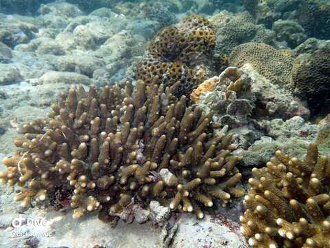 Image of Acropora samoensis (Brook 1891)