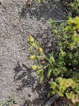 Image de Silene ramosissima Desf.