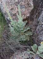 Imagem de Verbascum rotundifolium Ten.