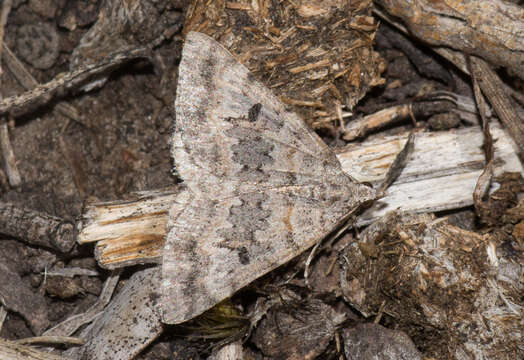 Image of Dichromodes longidens Prout 1910