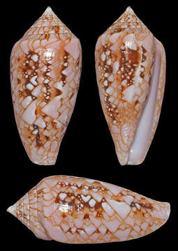 Image of Conus legatus Lamarck 1810