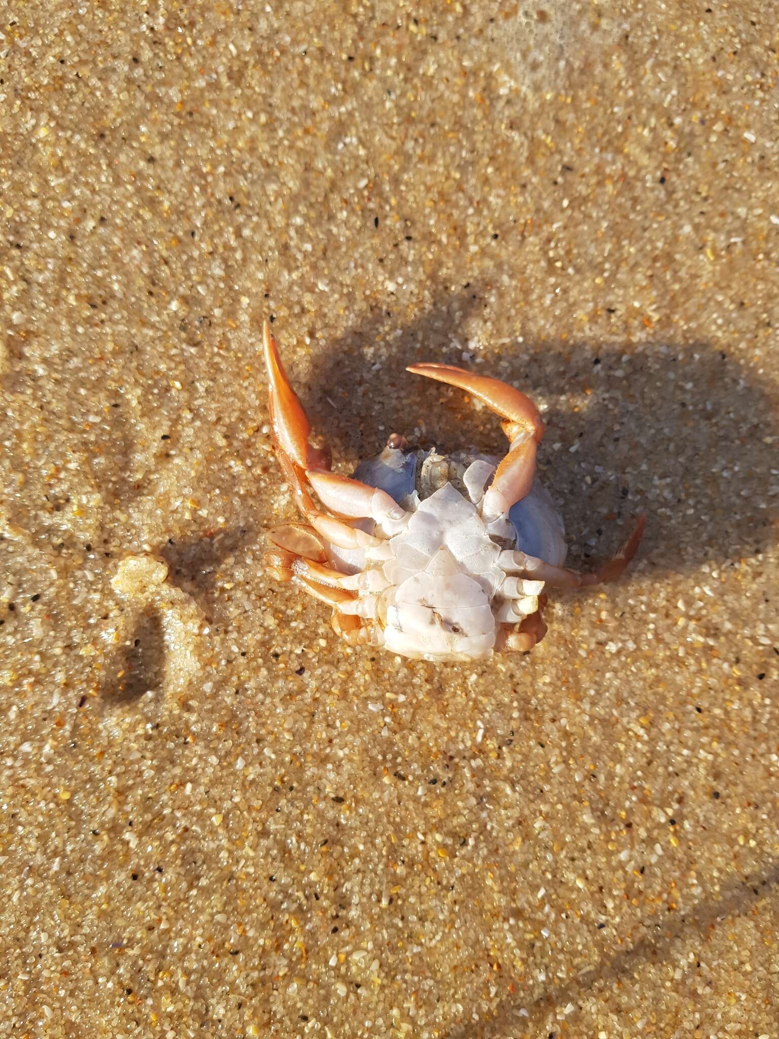 Image of Henslow's swimming crab