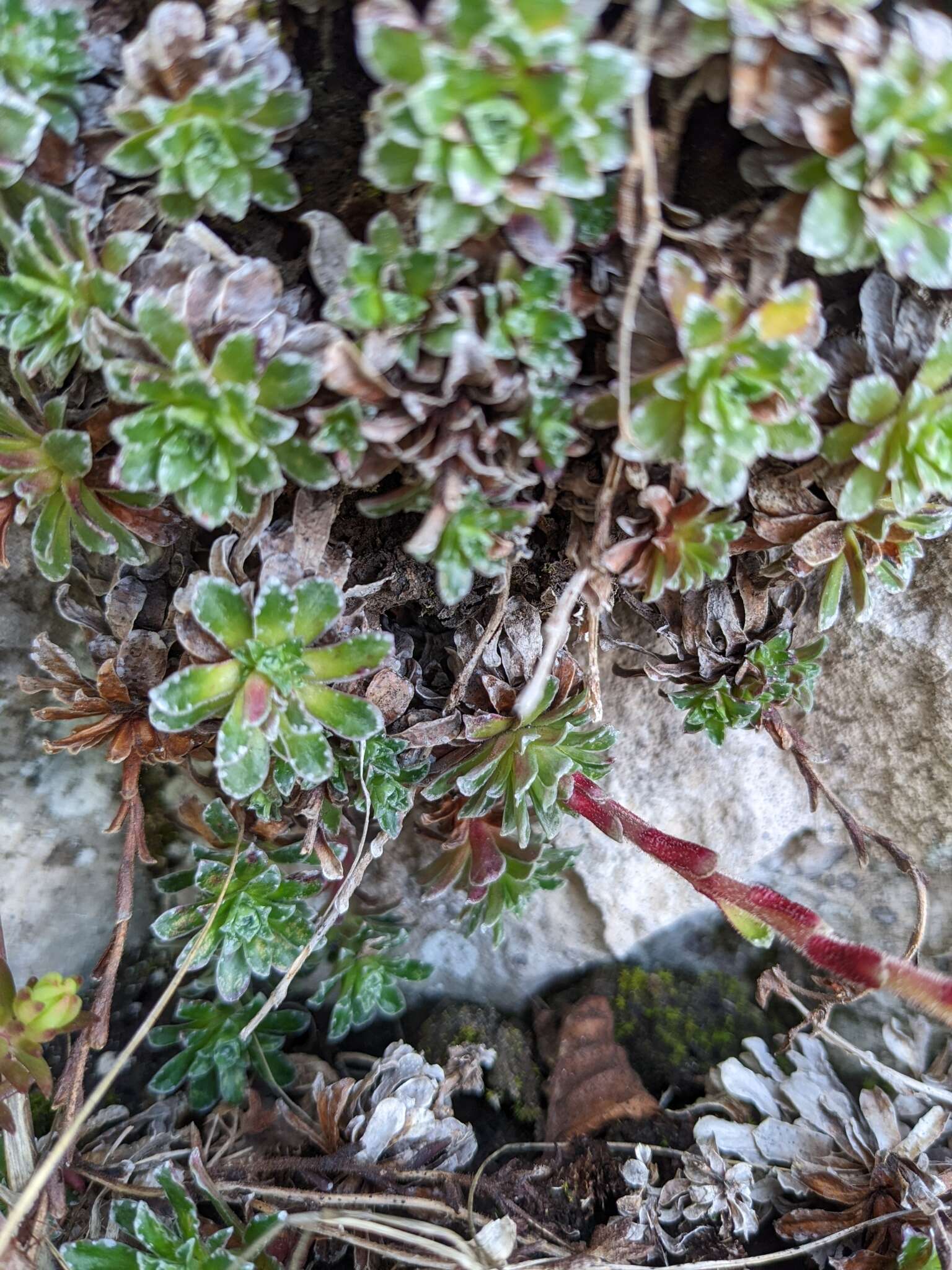 Sivun Saxifraga marginata Sternb. kuva