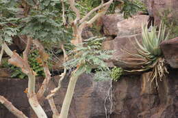 Image of Albizia tanganyicensis subsp. tanganyicensis