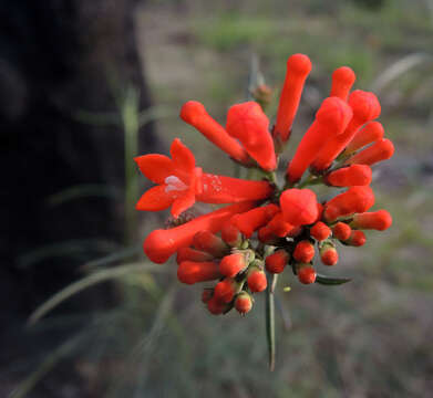 Imagem de Bouvardia tenuifolia Standl.