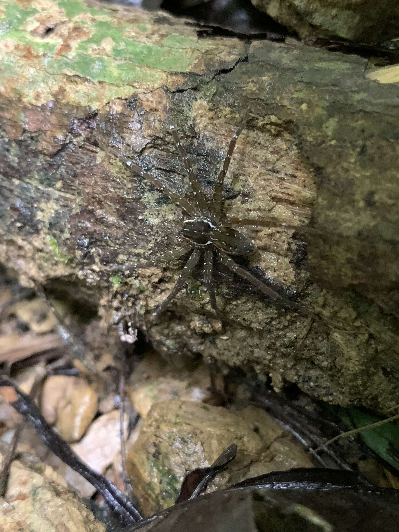 صورة Dolomedes raptor Bösenberg & Strand 1906