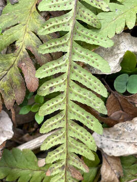 Image of log fern