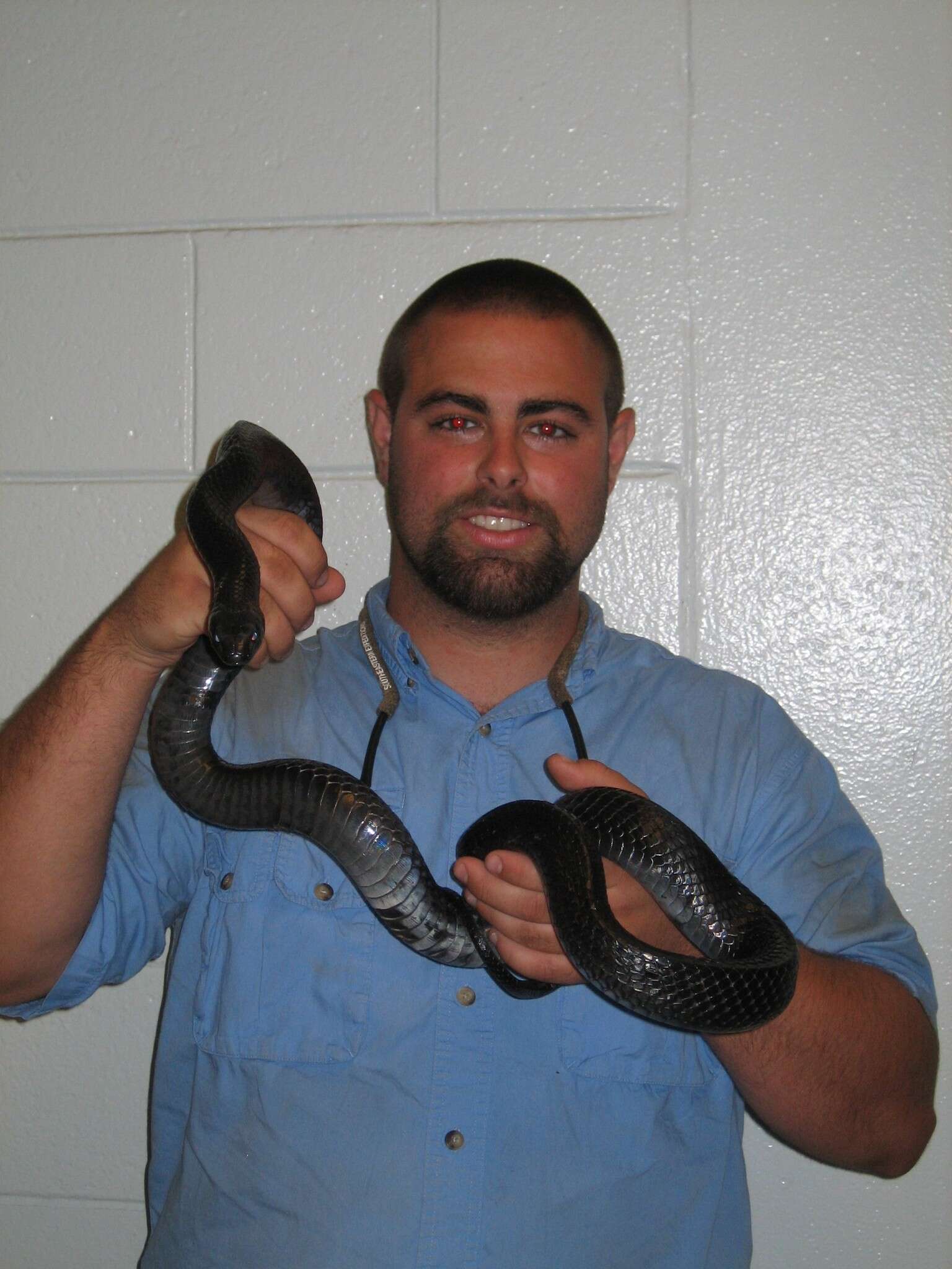 Image of Eastern Indigo Snake