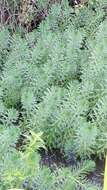 Image of parrot feather watermilfoil