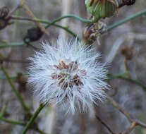 Imagem de <i>Malacothrix <i>saxatilis</i></i> var. saxatilis