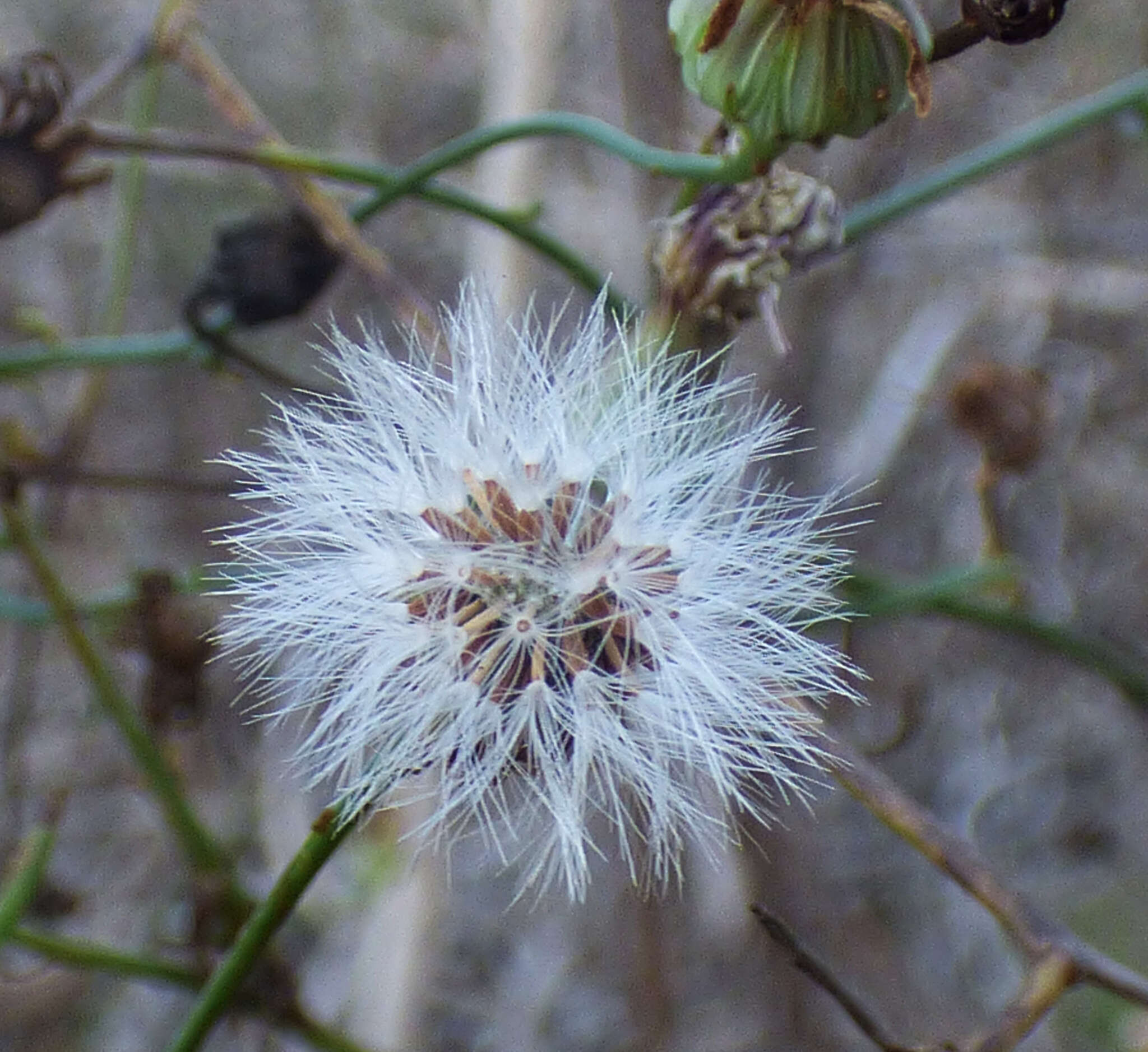 Plancia ëd <i>Malacothrix <i>saxatilis</i></i> var. saxatilis