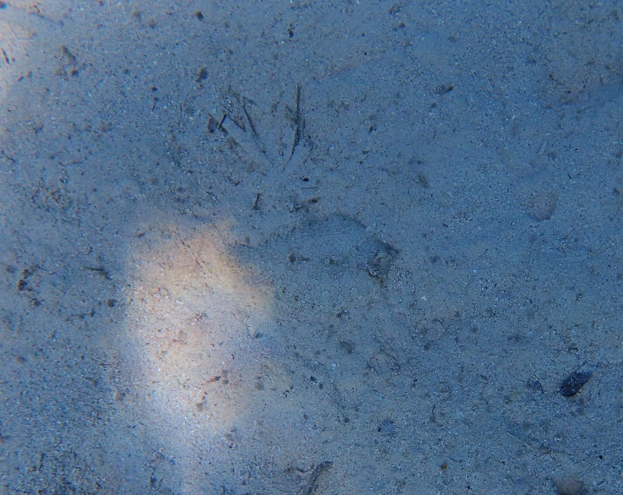 Image of Wide-eyed Flounder