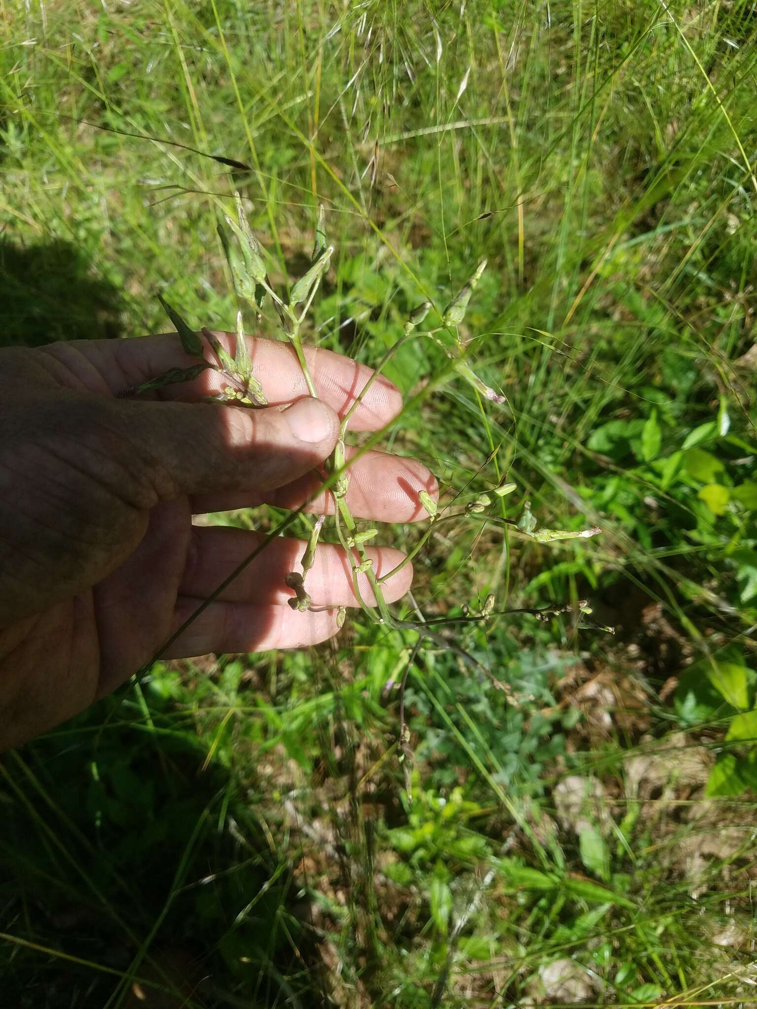 Image of hairy lettuce