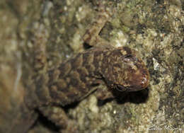 Image of Country Leaf-toed Gecko