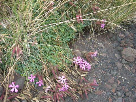 Image of Saponaria sicula Raf.