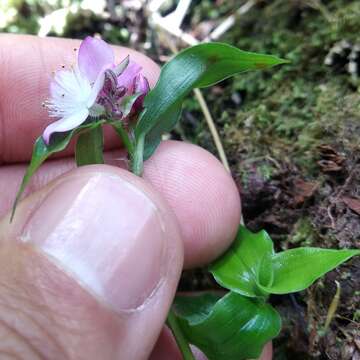 Image de Elasis hirsuta (Kunth) D. R. Hunt