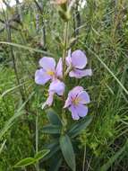 Image de Pleroma gracile (Bonpl.) A. Gray