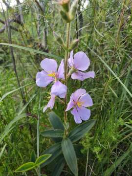 صورة Pleroma gracile (Bonpl.) A. Gray