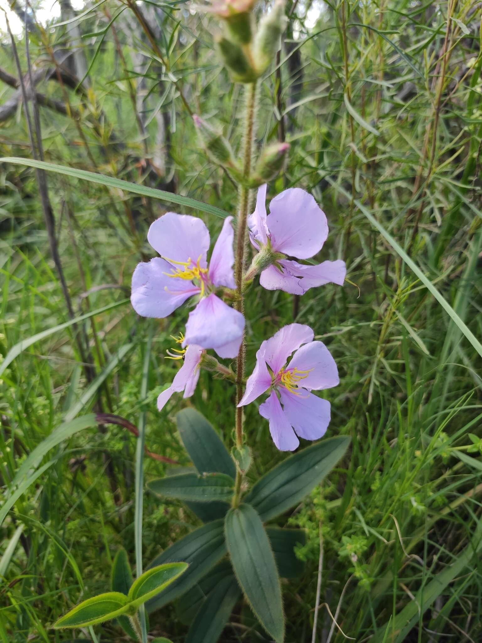 Image de Pleroma gracile (Bonpl.) A. Gray