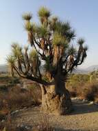 Image of Mexican Pony Tail Palm