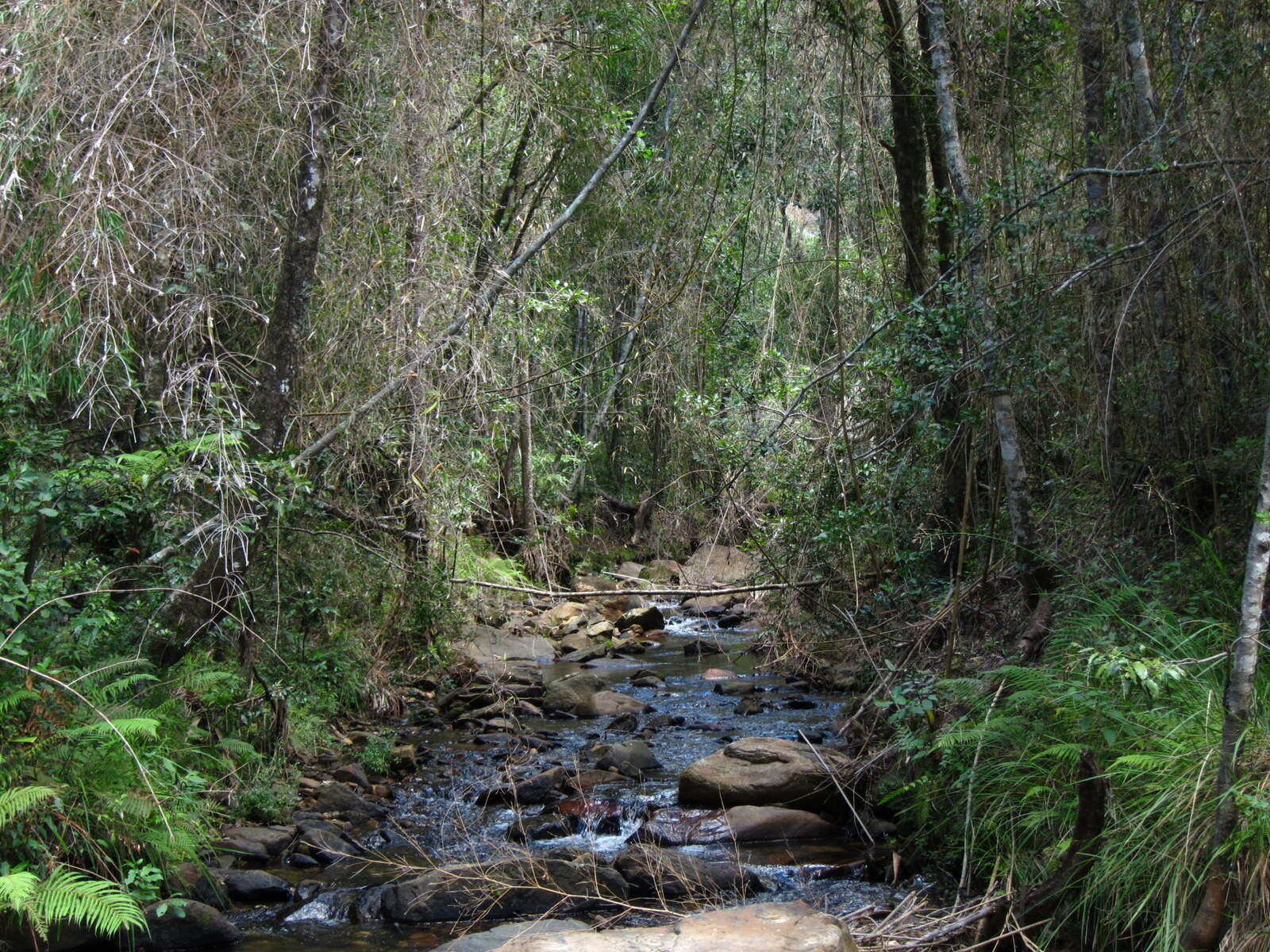 Image of Hickelia madagascariensis A. Camus