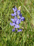 Image of Texas lupine